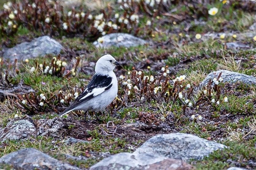 Snow Bunting (Plectrophenax nivalis) in Summer plumage. by Smudge 9000 is licensed under CC BY-SA 2.0.